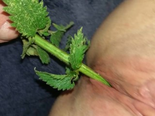 Urethral Nettle Fucking - BDSM sub Female Takes Nettles in the Pussy