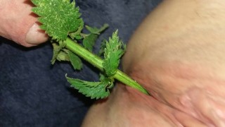BDSM Sub Female Takes Nettles In Her Pussy While Nettle Fucking