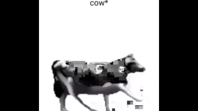 Cow And Bay Xxx - English Polish Cow Dancing (reprised by Me) - Pornhub.com