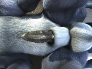 Preview 4 of Blue hyena humping dragon HD by h0rs3