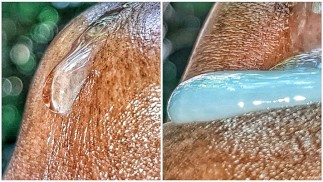 Extreme relaxation Precum Play in Extreme Close Up FT BigDickinDaJungle