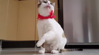 Free Cat Kitty Hot Porn Videos from Thumbzilla