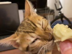 The kitty 