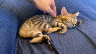 Kitty放松