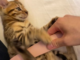  kitten, verified amateurs, sfw