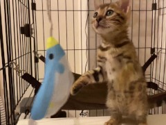 intense play . - Screenshot 2 of 16 - Video