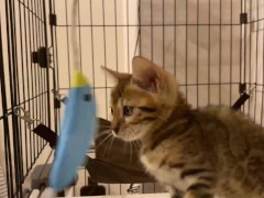 intense play . - Screenshot 7 of 16 - Video
