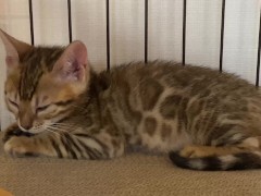 A quiet kitty is so cute .... I can watch her all the time.