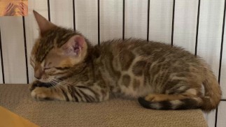 Тихая кошечка такая милая.... Я могу наблюдать за ней все время.