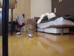 Kitty jumping  - Screenshot 1 of 16 - Cat