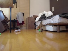 Kitty jumping  - Screenshot 10 of 16 - Cute Cat