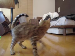 Kitty jumping  - Screenshot 13 of 16 - Kitten Playing
