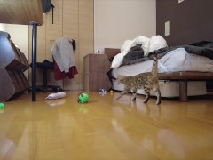 Kitty jumping  - Screenshot 14 of 16 - Cute Kitten