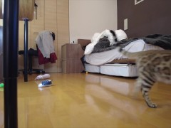 Kitty jumping  - Screenshot 4 of 16 - Cute Kitten