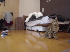 Kitty jumping  - Screenshot 5 of 16 - Cute Cat