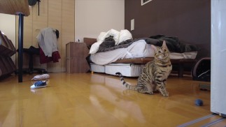 Прыжки киски 