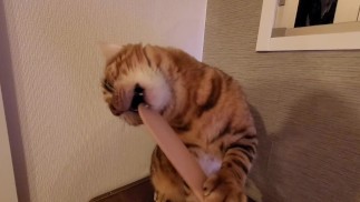 猫用玩具感觉更好......感觉太好了，以至于失去了力量。