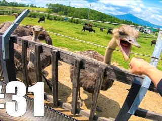 [around Japan PART 31] Niseko Ostrich Farm / Hirafu [MotoVlog]