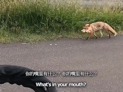 【仕事辞めて日本一周ツーリング Part33 北海道】キタキツネ・小樽【モトブログ旅（リメイク）】 - Screenshot 5 of 16 - アジアン
