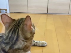 A kitty wants to play with a toy and invites you to play with it ... .