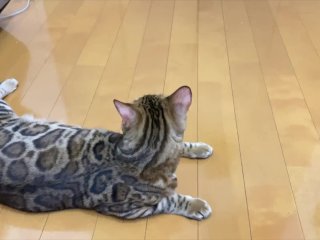 A kitty wants to play with a toy and invites you to play with it ... .