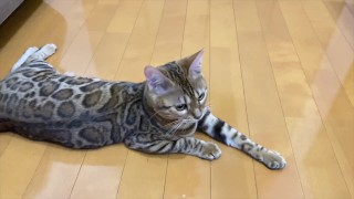 A kitty wants to play with a toy and invites you to play with it ... .