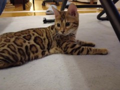 (POV) Chasing after the kitty....great power in POV!