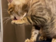 Kitty drinks your stuff as a prank ... . Do you think she is a bad kitty?
