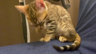 Кошечка в шутку выпивает твои вещи... . Вы думаете, что она плохая кошечка?