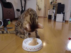 Kitty makes noise and eats what you serve.