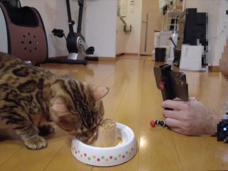 Kitty makes noise and eats what you serve.