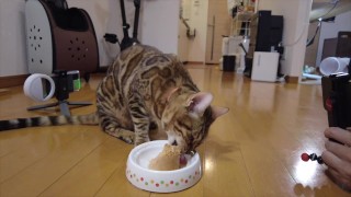 Kitty makes noise and eats what you serve.
