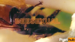 vídeo de abelha