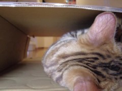 Pussy makes a piston movement inside ... . It's so intense, it might break. - Screenshot 11 of 16 - Cat
