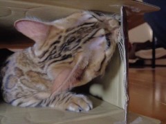 Pussy makes a piston movement inside ... . It's so intense, it might break.