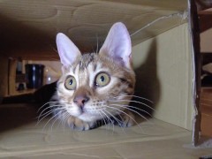 Pussy makes a piston movement inside ... . It's so intense, it might break. - Screenshot 13 of 16 - Cat