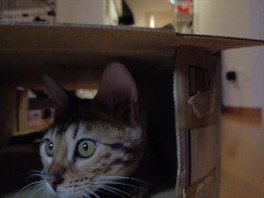 Pussy makes a piston movement inside ... . It's so intense, it might break. - Screenshot 14 of 16 - Cat