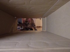 Pussy makes a piston movement inside ... . It's so intense, it might break. - Screenshot 15 of 16 - Cat