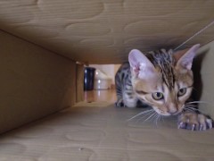Pussy makes a piston movement inside ... . It's so intense, it might break. - Screenshot 2 of 16 - Cat