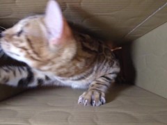 Pussy makes a piston movement inside ... . It's so intense, it might break. - Screenshot 3 of 16 - Cat