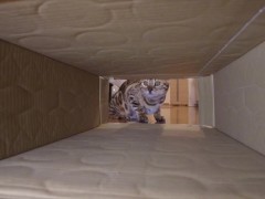Pussy makes a piston movement inside ... . It's so intense, it might break. - Screenshot 4 of 16 - Cat