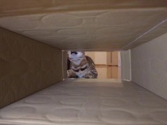 Pussy makes a piston movement inside ... . It's so intense, it might break. - Screenshot 5 of 16 - Cat