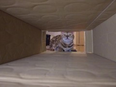 Pussy makes a piston movement inside ... . It's so intense, it might break. - Screenshot 6 of 16 - Cat