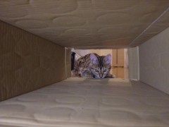 Pussy makes a piston movement inside ... . It's so intense, it might break. - Screenshot 7 of 16 - Cat