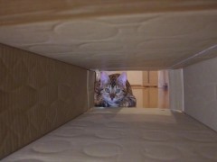 Pussy makes a piston movement inside ... . It's so intense, it might break. - Screenshot 8 of 16 - Cat