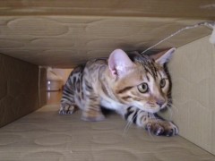 Pussy makes a piston movement inside ... . It's so intense, it might break. - Screenshot 9 of 16 - Cat