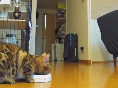 What your kitty does while you are away