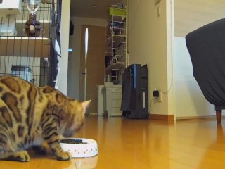 What your kitty does while you are away