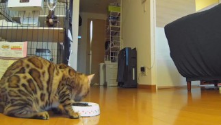 Чем занимается котенок в ваше отсутствие