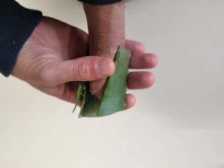 Big Hairy Cock Is Massaged With Aloe Vera Until He Cums